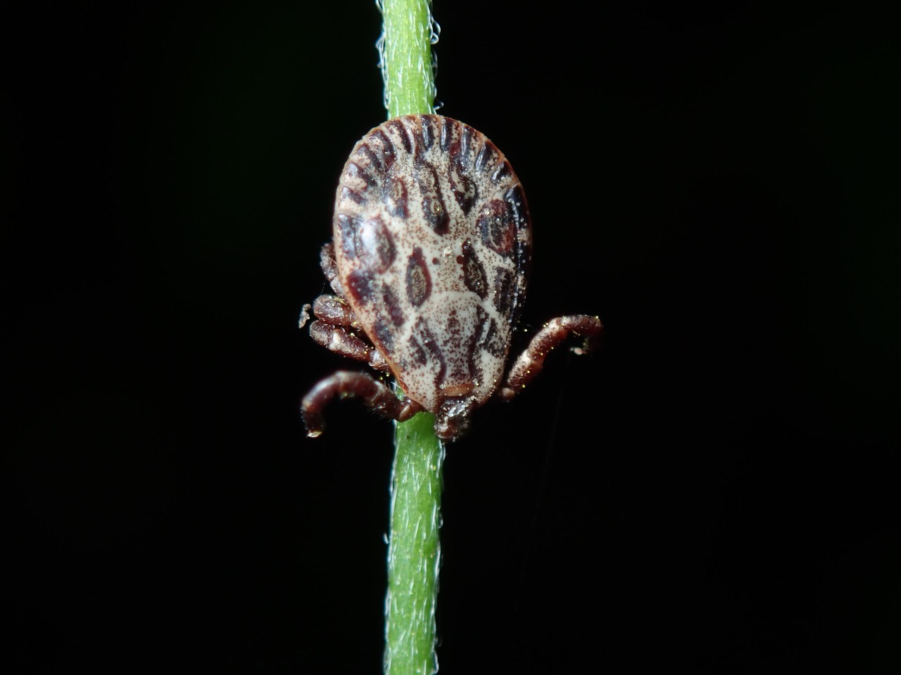 Dermacentor marginatus